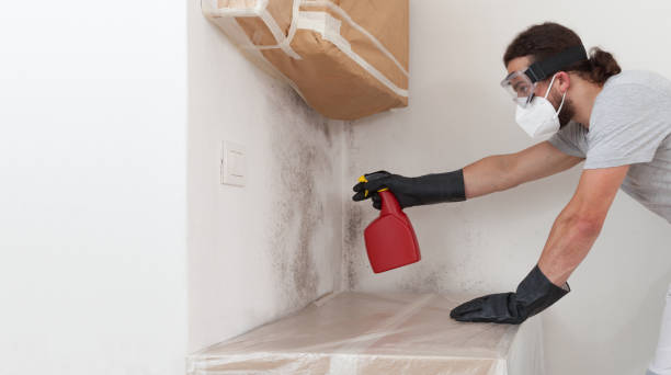 Professional Attic Mold Removal technician working in Rochelle Park, NJ