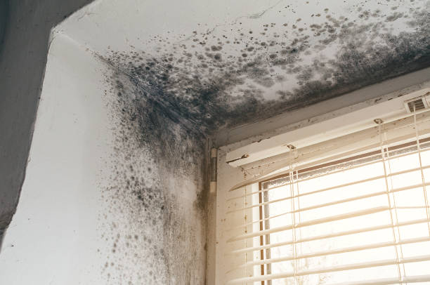 Affordable Basement Mold Removal solutions in Rochelle Park, NJ